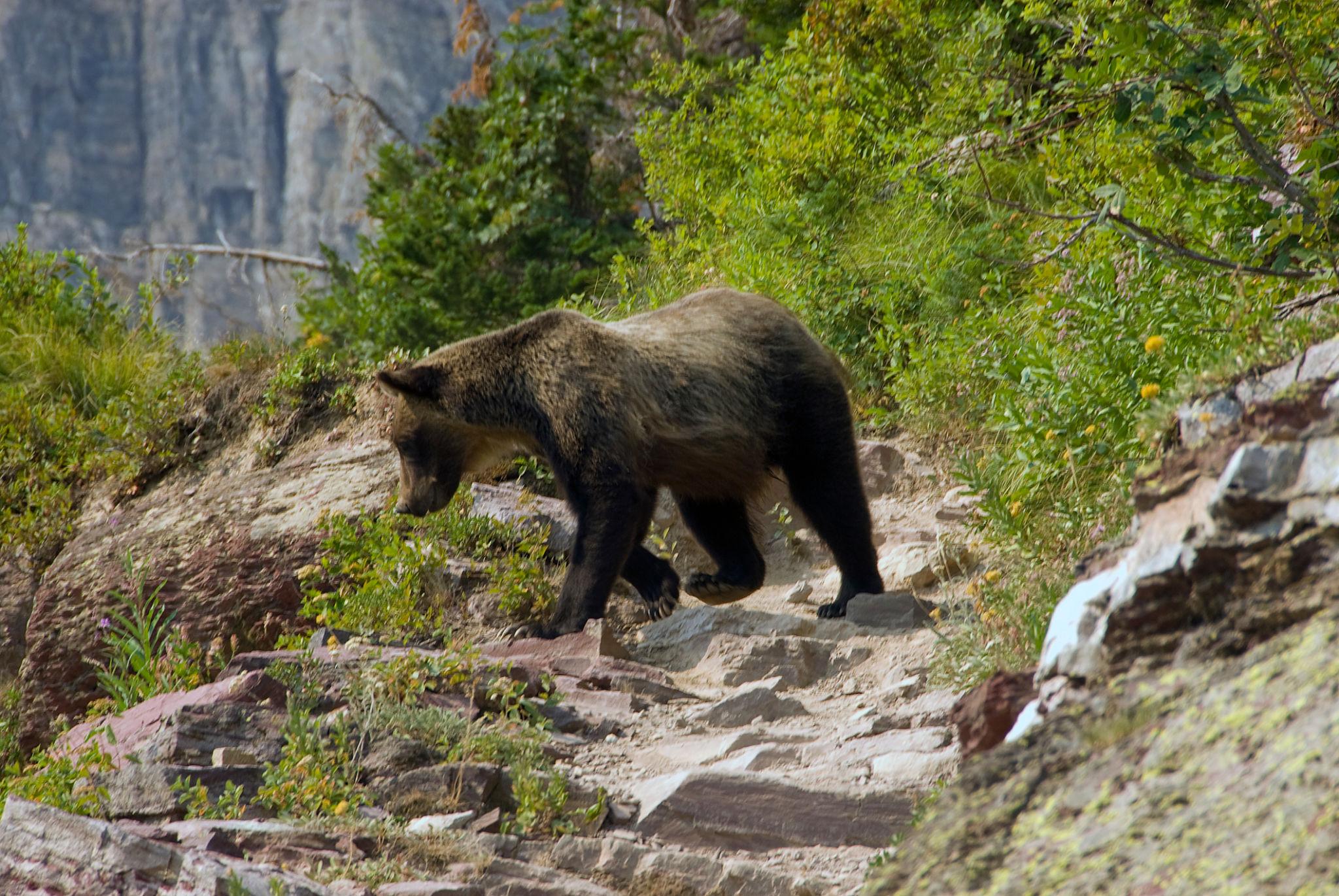 Glacier National Park wildlife valley
