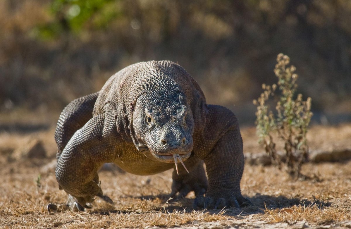 Komodo dragon on Indonesian island