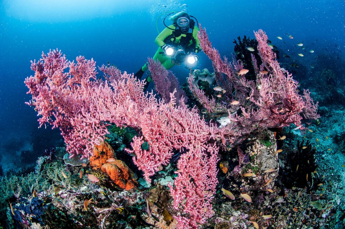 Raja Ampat coral reef diving