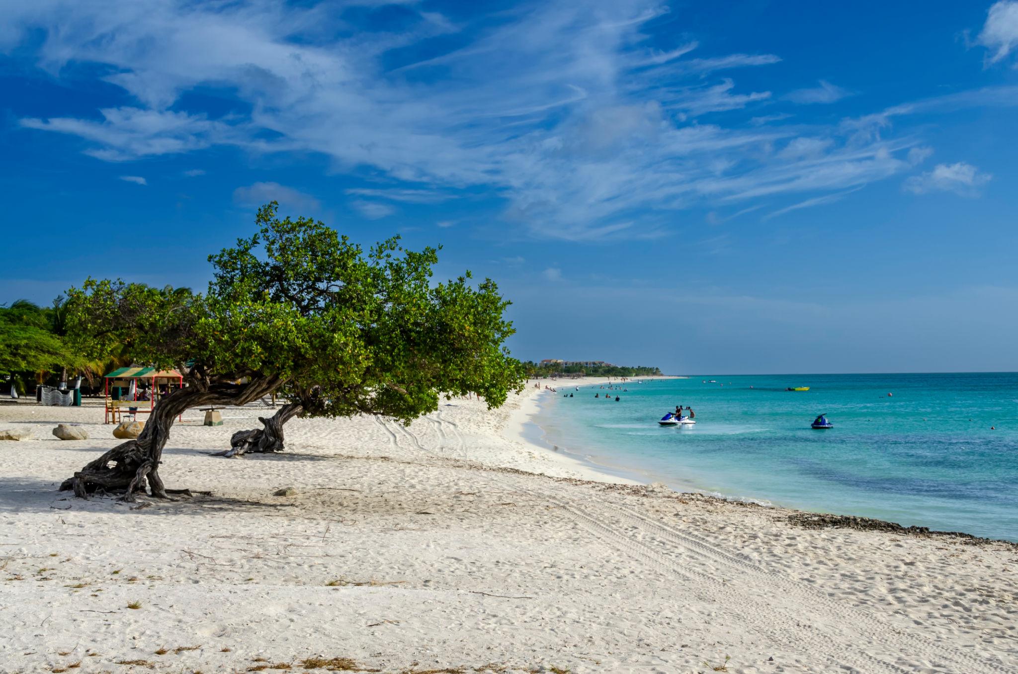 Eagle Beach Aruba with iconic trees