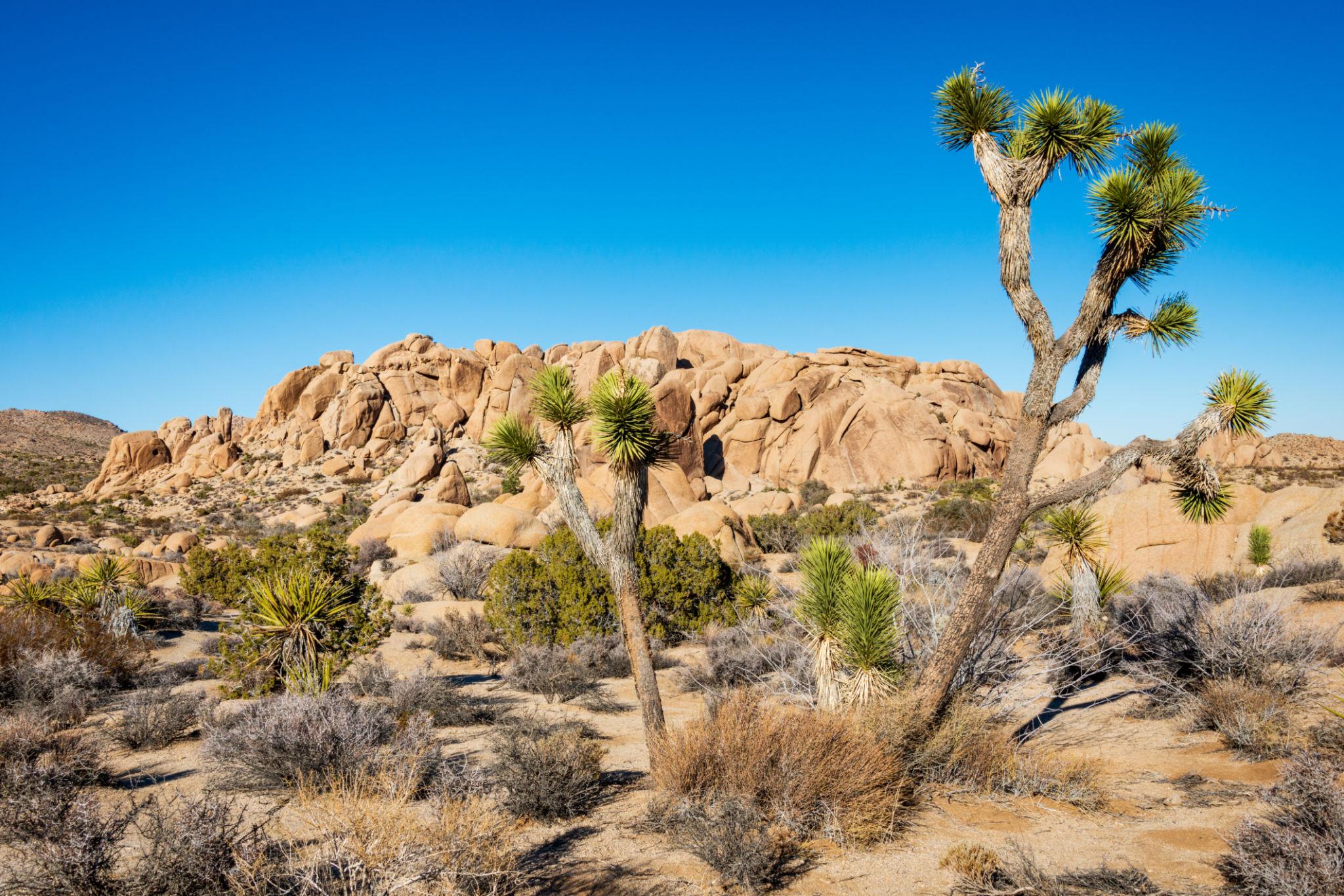 Joshua Tree desert landscape with unique trees