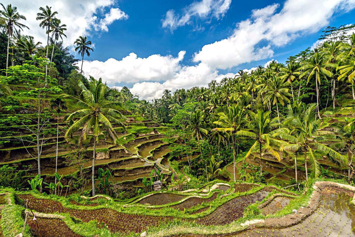Ubud rice terraces Bali landscape