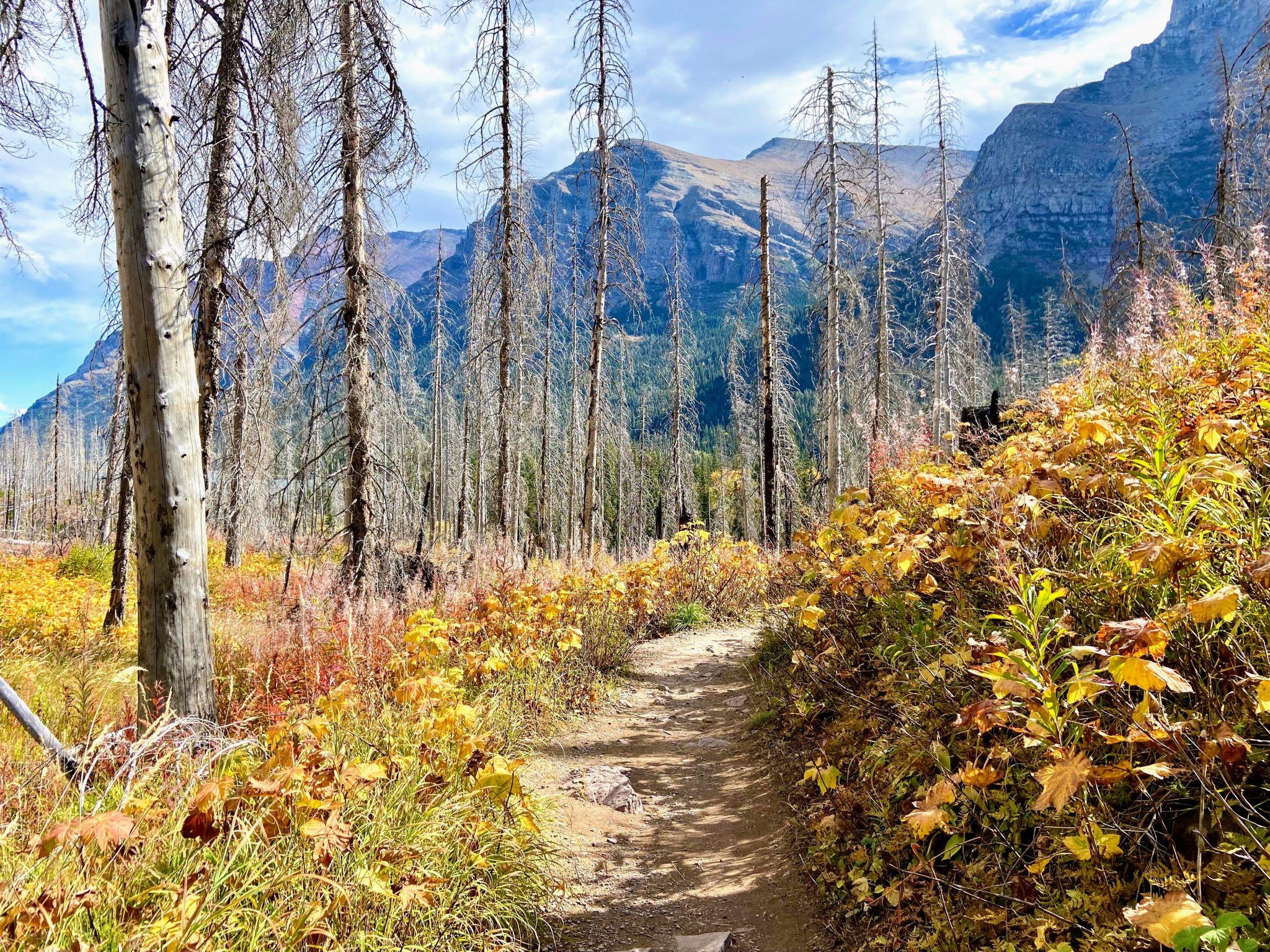 Forest trail with autumn colours in Glacier National Park
