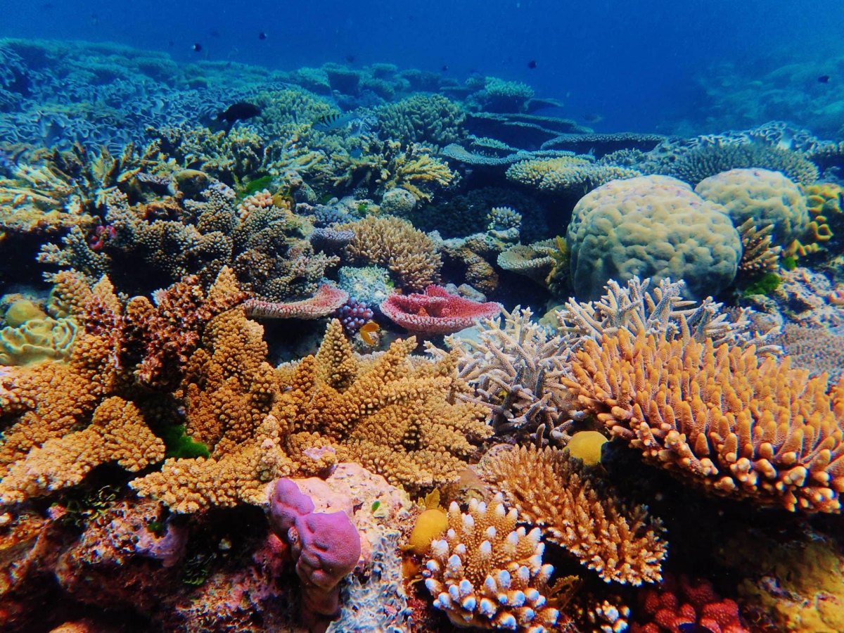 Great Barrier Reef coral underwater