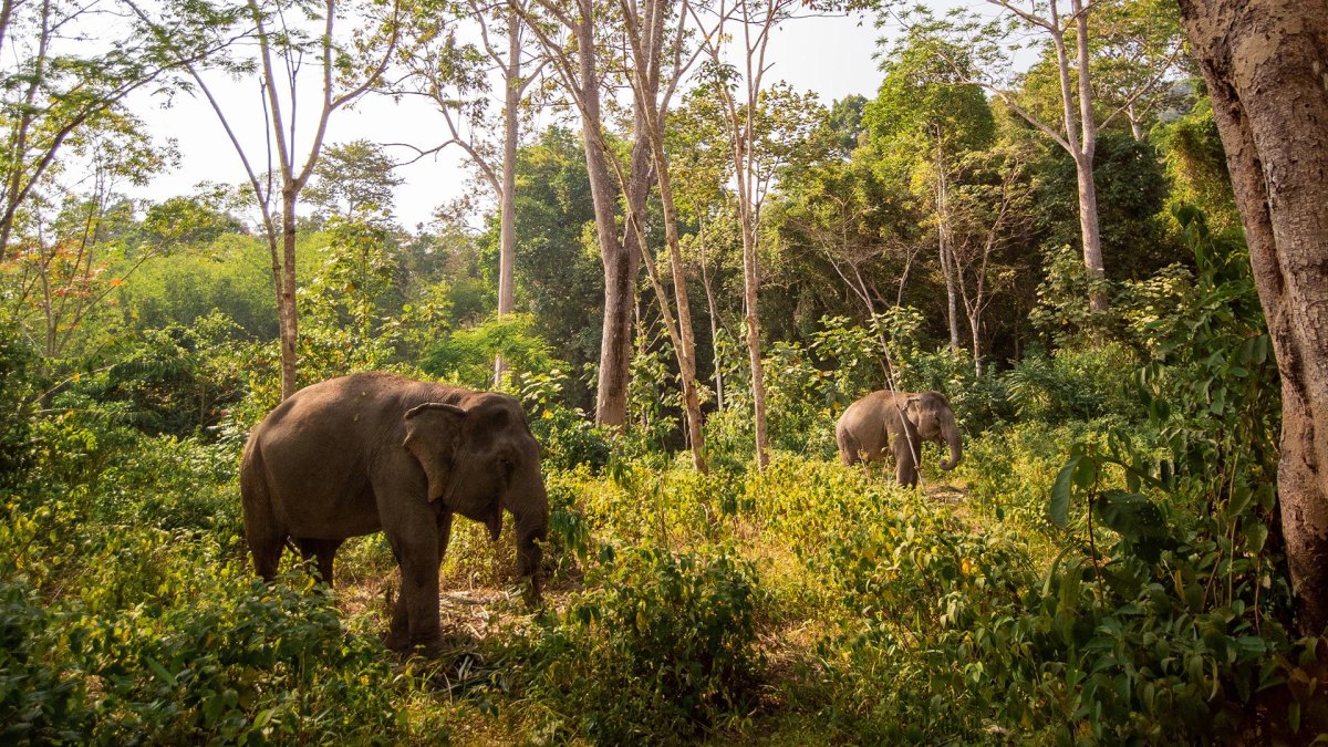Elephants in Phuket jungle sanctuary