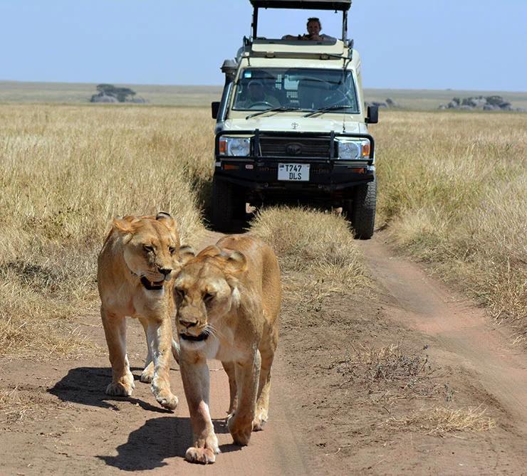 Serengeti safari animals landscape