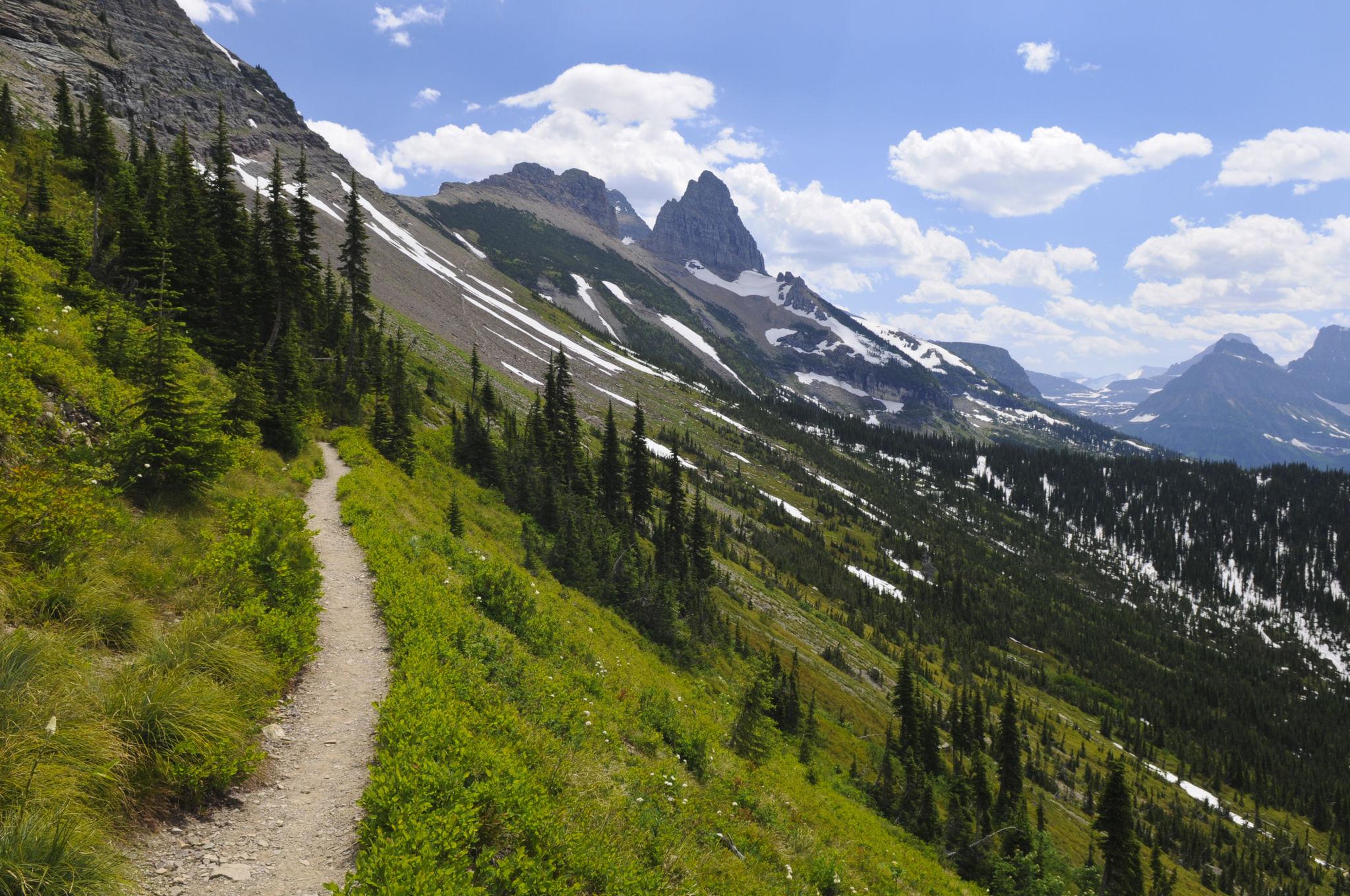 Green hiking trail with snowy peaks in Glacier National Park