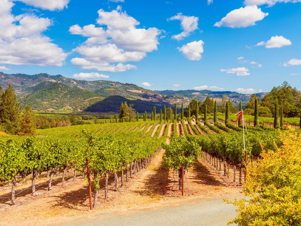 Napa Valley vineyard rows in California