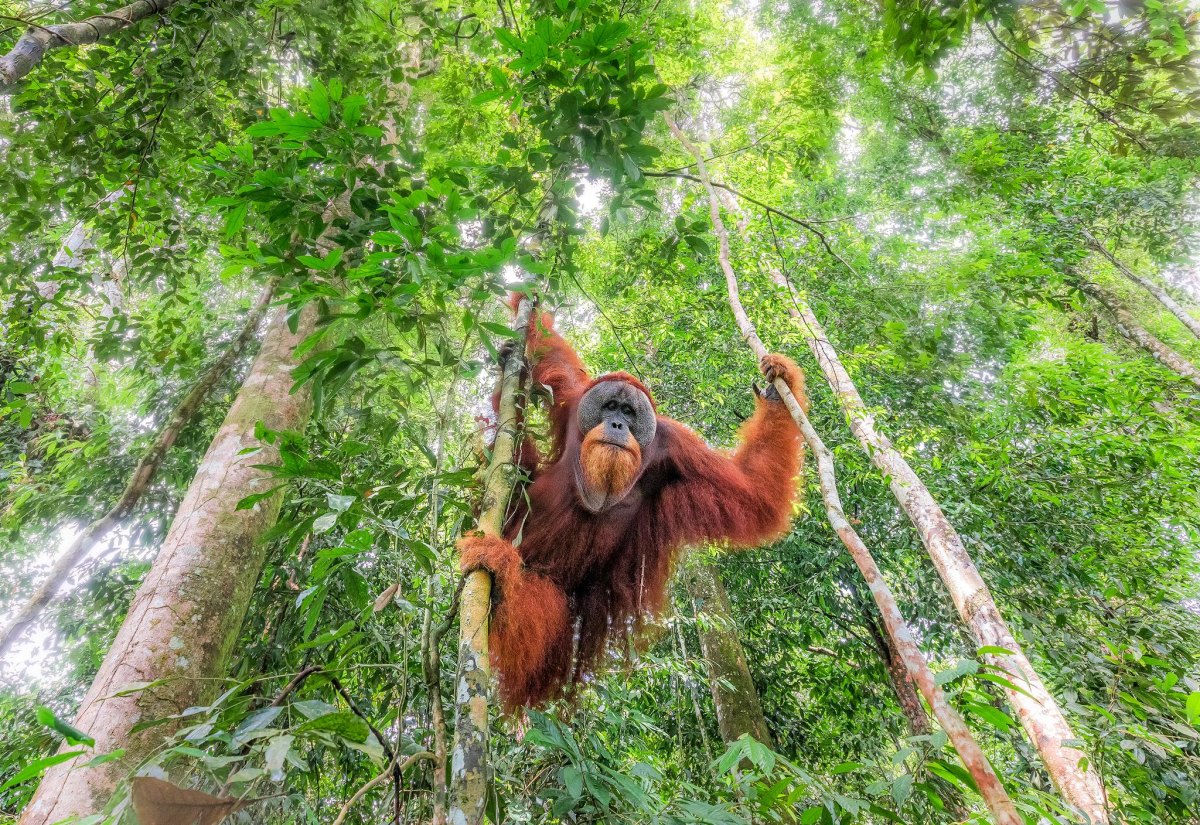 Sumatra rainforest trekking trail