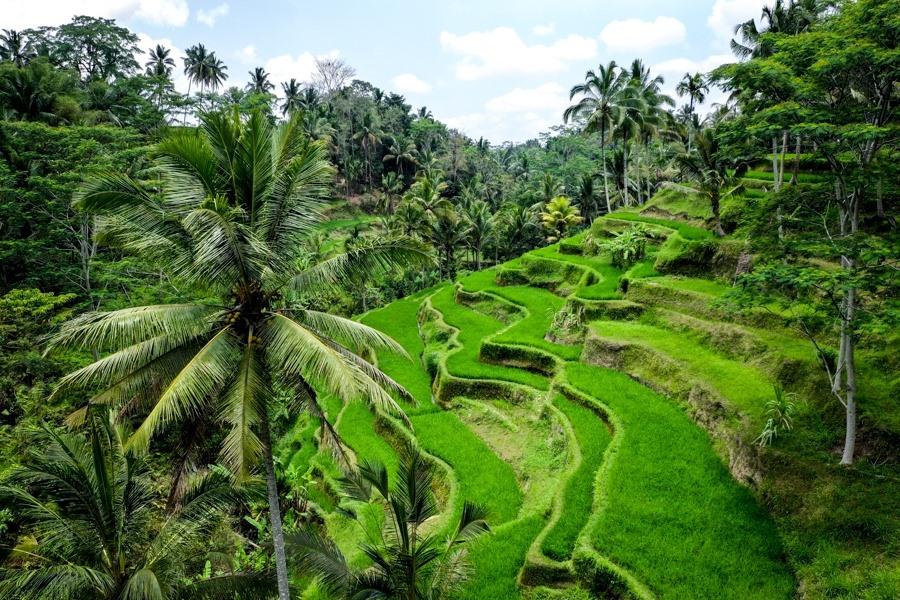 Tegallalang rice terraces near Ubud Bali