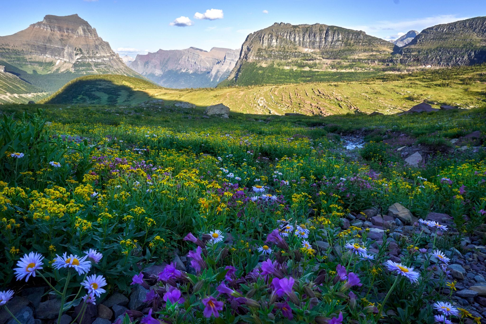 Wildflower meadow beneath mountains during Glacier National Park summer