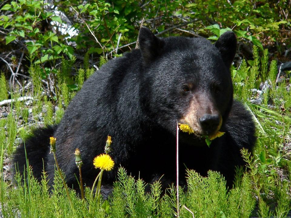 Black bear wildlife scene for responsible national park visits