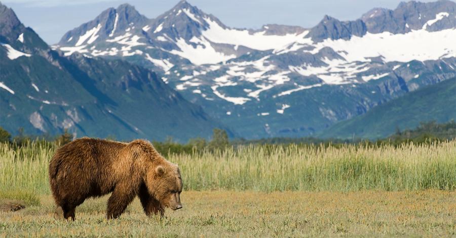 Bear in meadow with mountain backdrop near Glacier National Park